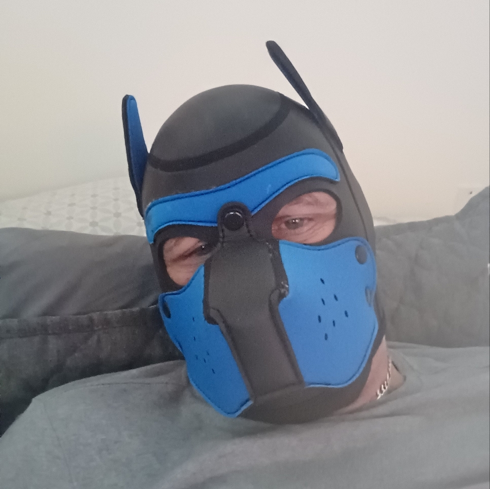 Pup. Mask - Picture 1 of 1